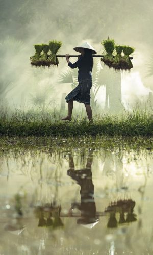 harvesting thai